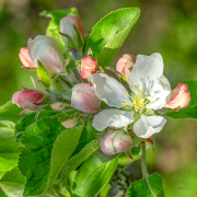 apfelblueten22_a2327