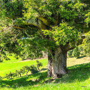 beschuetzer22_a2314
