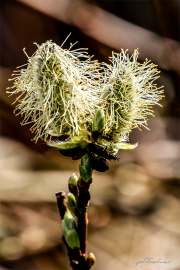 Strauch16_3429