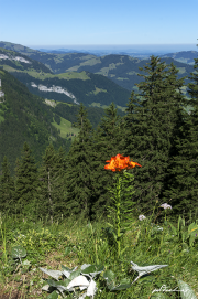Alpstein17_8976