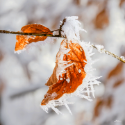eismaennchen24__a9610