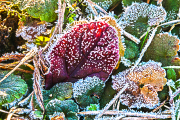 Frost16_3212