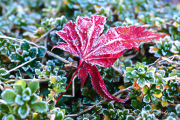 Frost18_6055