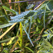 Regentropfen16_5858