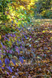 Wald16_5925