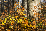 Wald17_1338