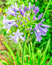 agapanthus25_a2884