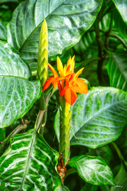 aphelandra24_a9791