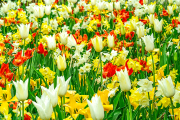 blumenmeer25_a3655