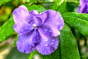 brunfelsia24_a9798
