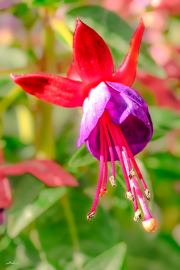 fuchsienbluete22_a2322