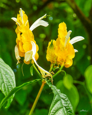 gelbedickaehre24_a9793