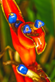 heliconia24_a9790