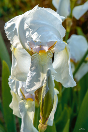 iris24_a9770