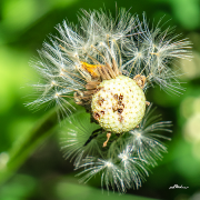 loewenzahn22_a2387