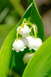 maigloeckchen22_a2441
