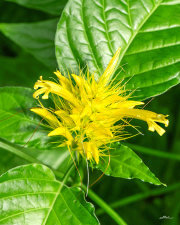 schaueria24_a9794