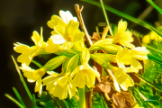 schluesselblume24_a9683