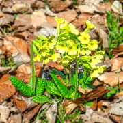 schluesselblumen22_a2295