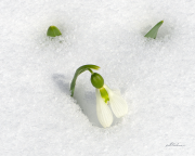 schneegloeckchen21_a1006