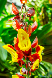 thunbergia24_a9797