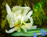 tulpe25_a3640