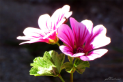 Blume11a_5320