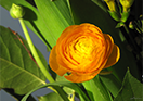 Blume12_7771A