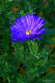 Blume15_ 2217