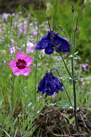 Blumen16_4005