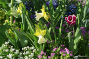 Frühling17_7509
