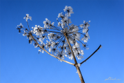 Kerbel17_6659
