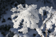Kerbel17_6802