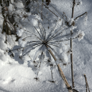Kerbel17_6841