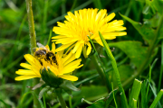 Löwenz16_3570