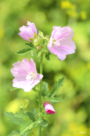 Malven20_A8963