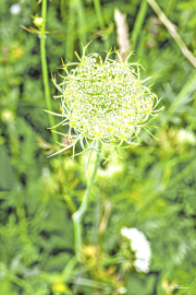 Möhre20_A8943