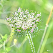 Möhre20_A8956