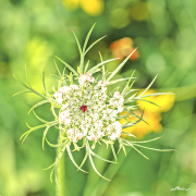Möhre20_A8977