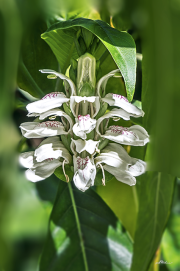 Monarda17_7787