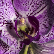 Orchidee17_7363