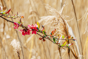 Schilf20_9557