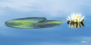 Seerose20_A9298