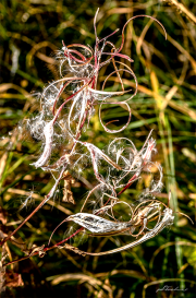 Wollgras18_4863