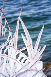 frost21_a0155