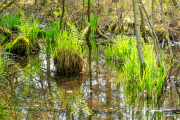 sumpfgras24_a9713