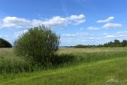 Dümmersee17_9371