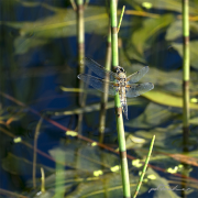 Libelle16_4350