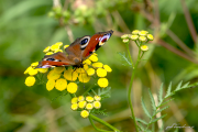 Tagpfauenauge16_4684