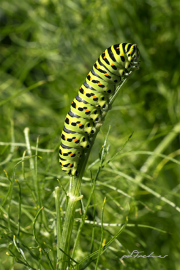 Schwalbenschwanz17_9664